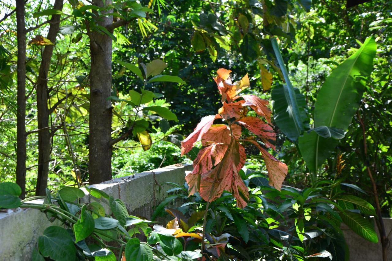 View Guesthouse & Bistro At Goyambokka Tangalle Luaran gambar